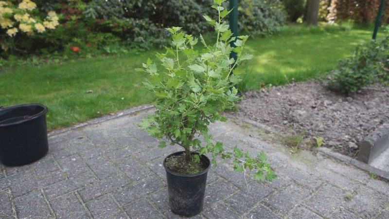 How to properly plant gooseberry seedlings