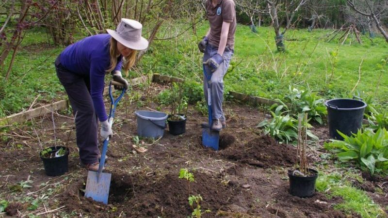 How to properly plant gooseberry seedlings