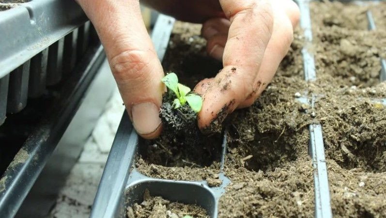 Planting and caring for petunia during flowering in a pot