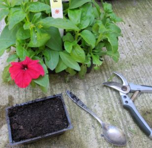 Planting and caring for petunia during flowering in a pot