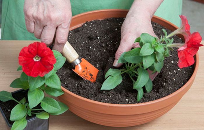 Planting and caring for petunia during flowering in a pot