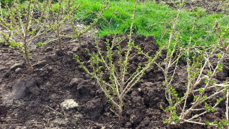 Why gooseberries don't have berries and how to fix it