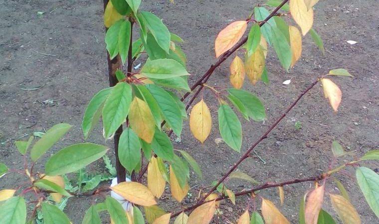 Cherry leaves turn yellow in July: what to do and why it happens