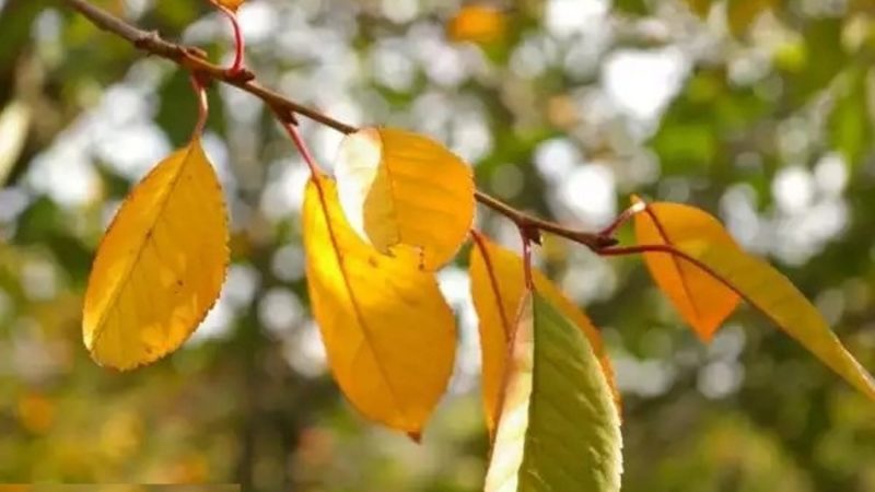 Cherry leaves turn yellow in July: what to do and why it happens