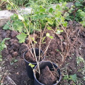 At what distance from each other are gooseberry and currant bushes planted