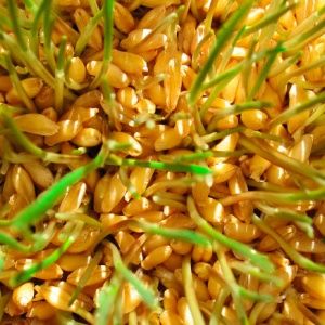 Features of the manufacture and use of wheat seedlings