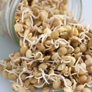 Features of the manufacture and use of wheat seedlings