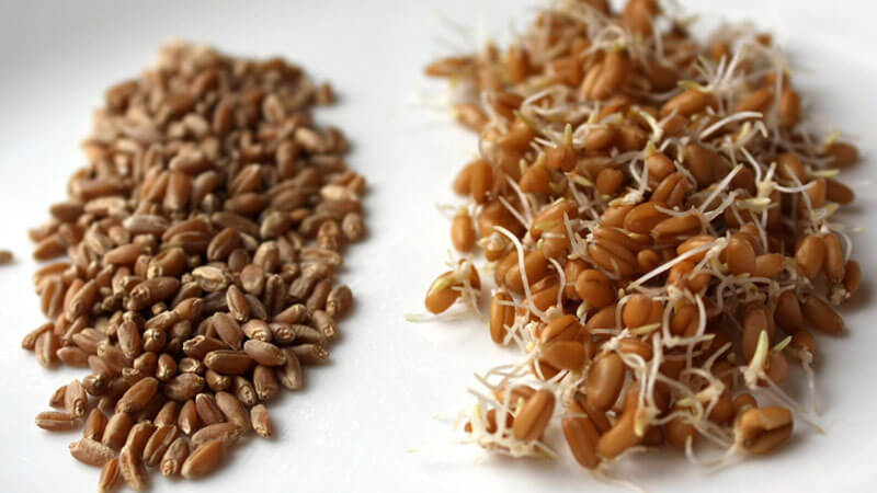 Features of the manufacture and use of wheat seedlings