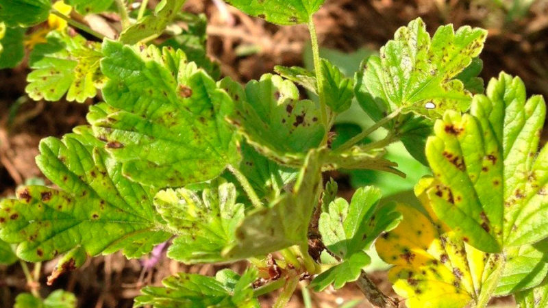 Why do spots appear on gooseberry leaves