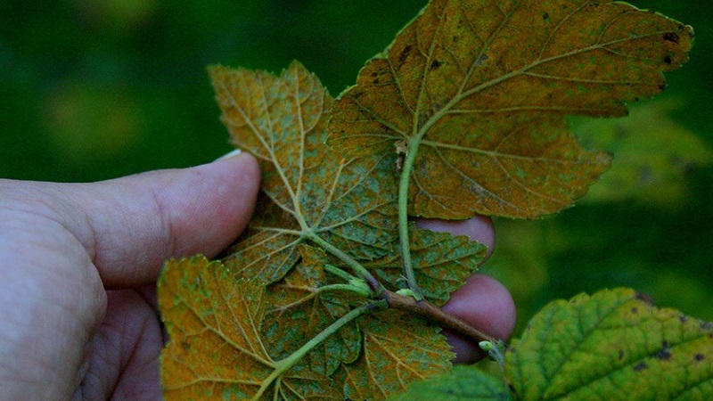 Why do spots appear on gooseberry leaves