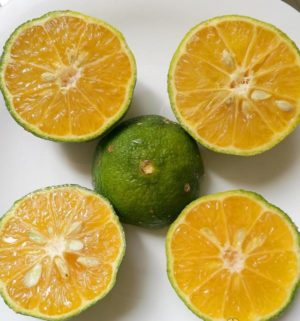 What is the name of a hybrid of lemon and tangerine