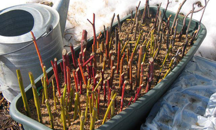 How to properly propagate gooseberries in summer by cuttings: a step-by-step guide