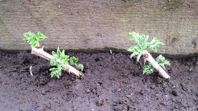 How to properly propagate gooseberries in summer by cuttings: a step-by-step guide