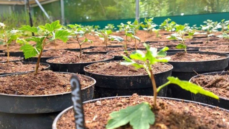 How to properly propagate gooseberries in summer by cuttings: a step-by-step guide