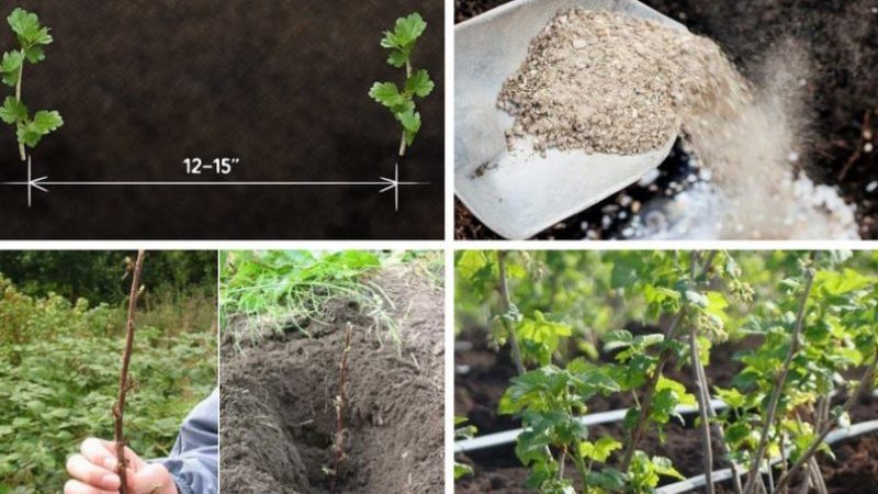 How to properly propagate gooseberries in summer by cuttings: a step-by-step guide