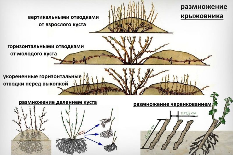Tireless gooseberry variety Prunes from Russian breeders