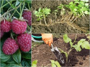 Summer raspberry care instructions for beginners and advice from experienced gardeners