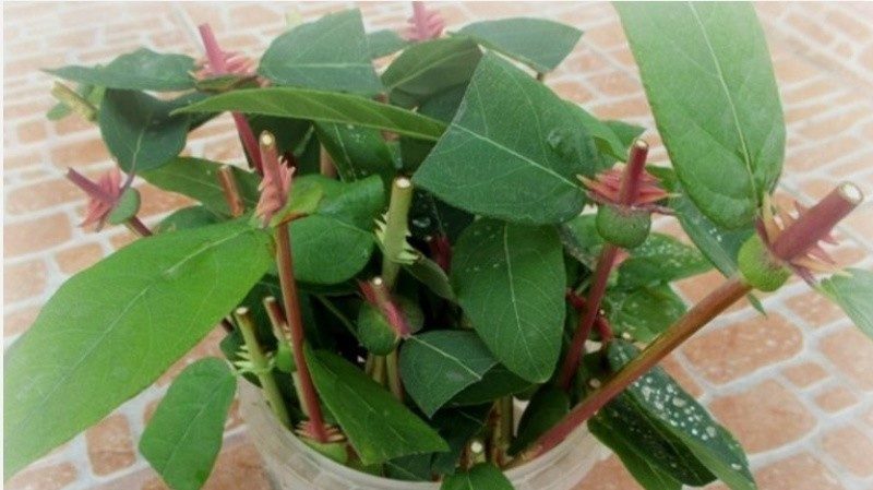 How to propagate honeysuckle honeysuckle cuttings in summer