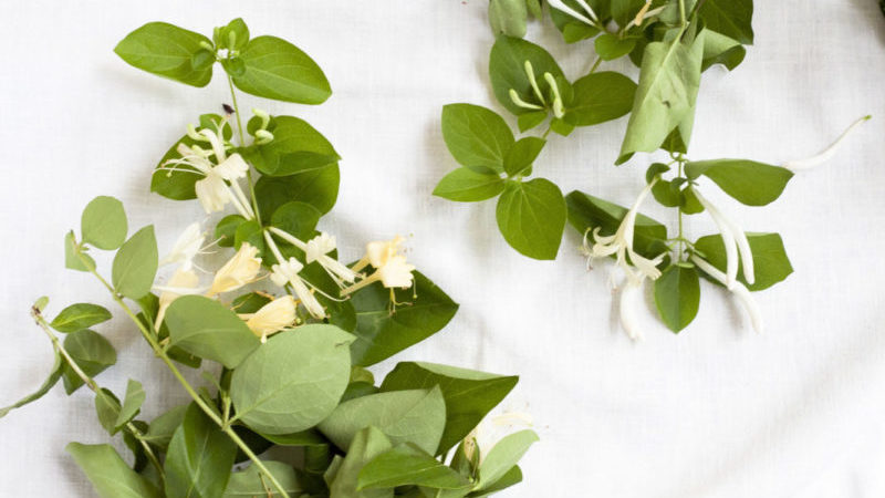 How to propagate honeysuckle honeysuckle cuttings in summer
