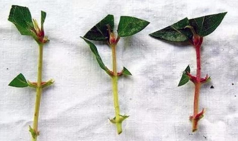 How to propagate honeysuckle honeysuckle cuttings in summer