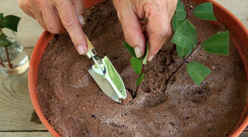 How to propagate honeysuckle honeysuckle cuttings in summer