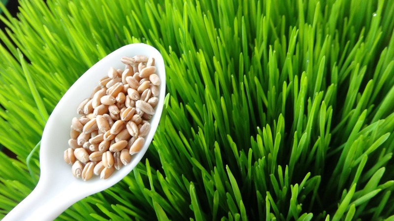 Features of the manufacture and use of wheat seedlings