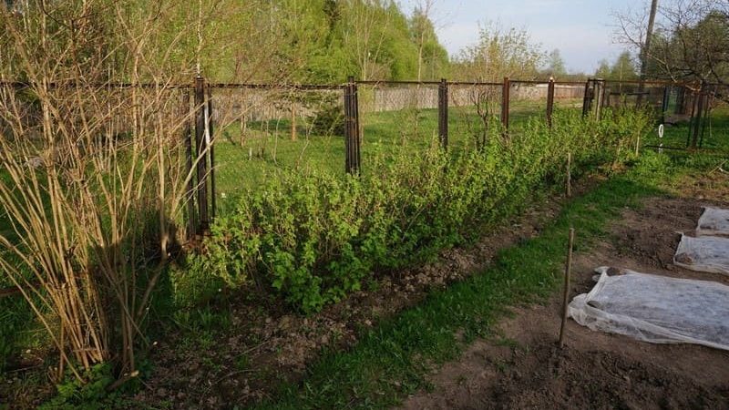 Where is the best place to plant gooseberries in the garden