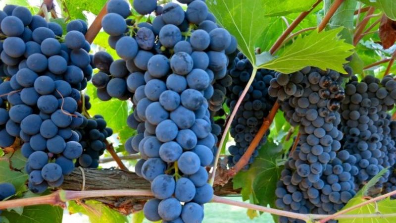 What are autochthonous grape varieties and which are the most popular
