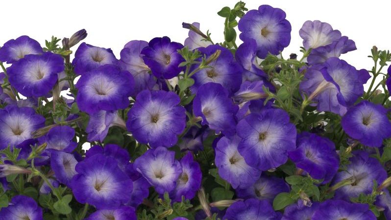 Description, varieties, cultivation of Gioconda petunia