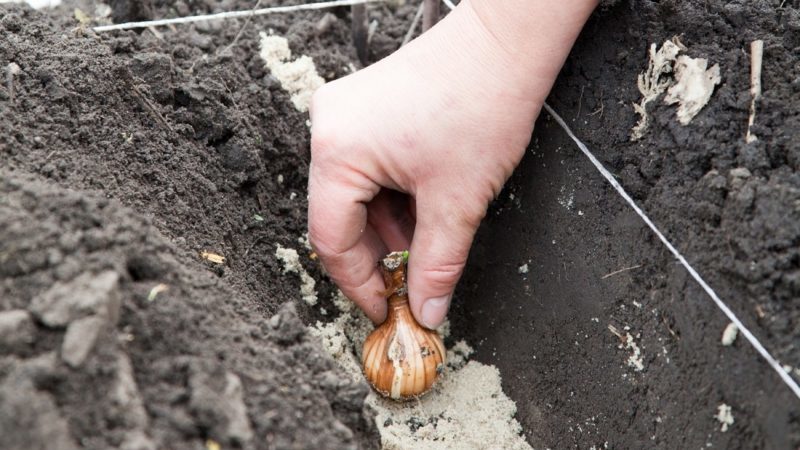 A beginner's guide to tulip planting in August