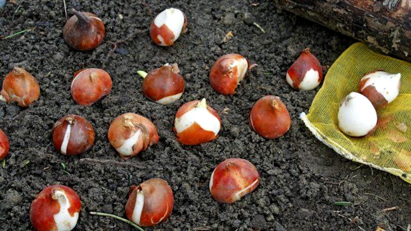 A beginner's guide to tulip planting in August