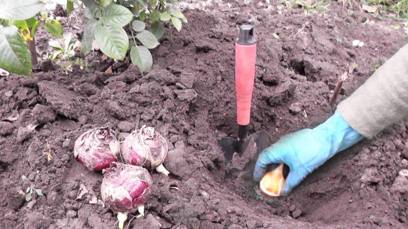 A beginner's guide to tulip planting in August