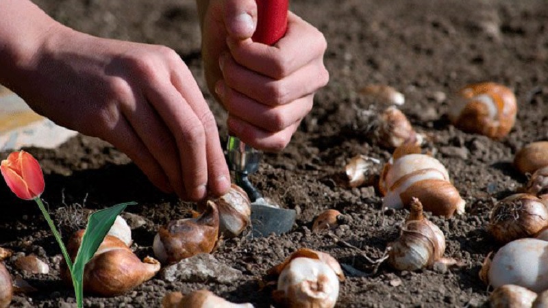 A beginner's guide to tulip planting in August
