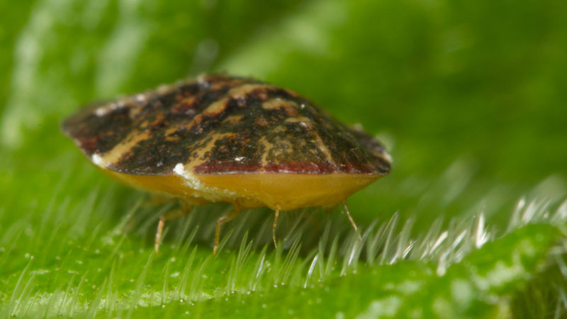 How to protect yourself from pepper pests in a greenhouse