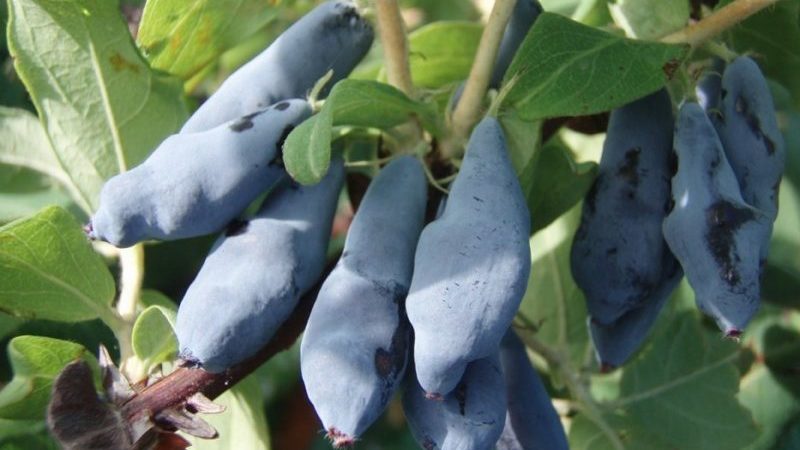 When honeysuckle ripens in different regions