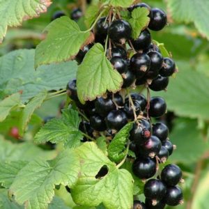 Why is black currant black