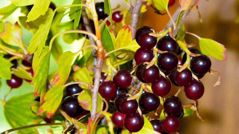 Why is black currant black
