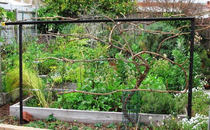 Varieties and independent production of grape trellis