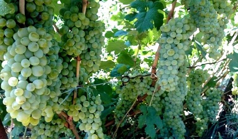 What are autochthonous grape varieties and which are the most popular