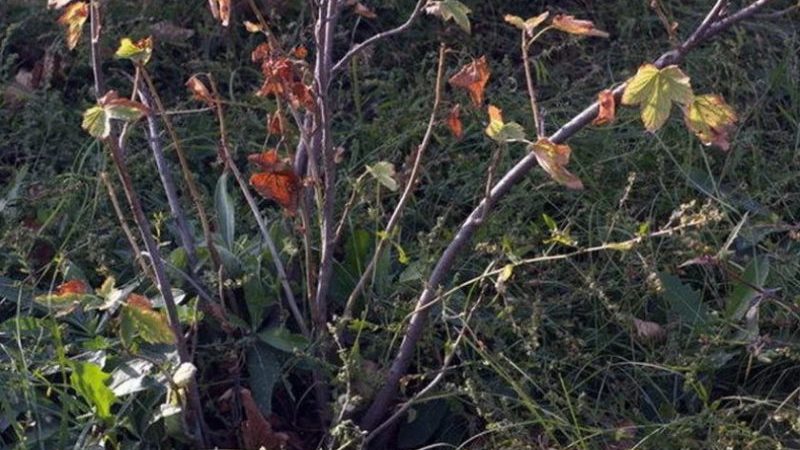Why currants dry with berries and what to do about it