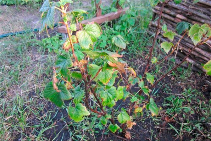 Why currants dry with berries and what to do about it