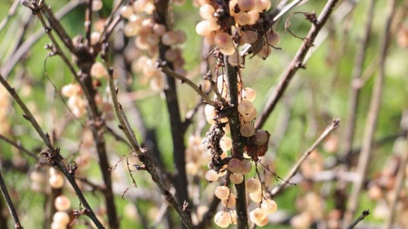 Why currants dry with berries and what to do about it