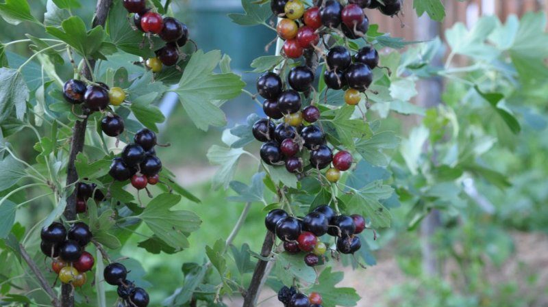 Why is black currant black