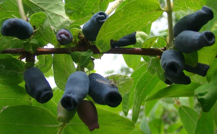 New variety of edible honeysuckle Aurora