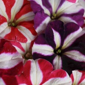 Description, varieties, cultivation of Gioconda petunia