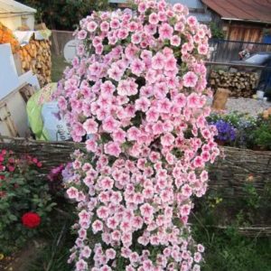 Description, varieties, cultivation of Gioconda petunia