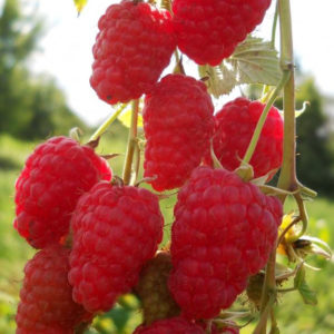 Characteristics and description of the best varieties of raspberries