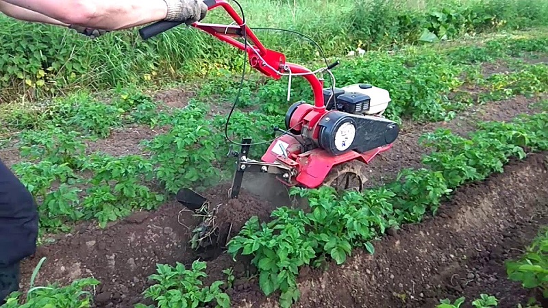 How to dig potatoes with a walk-behind tractor