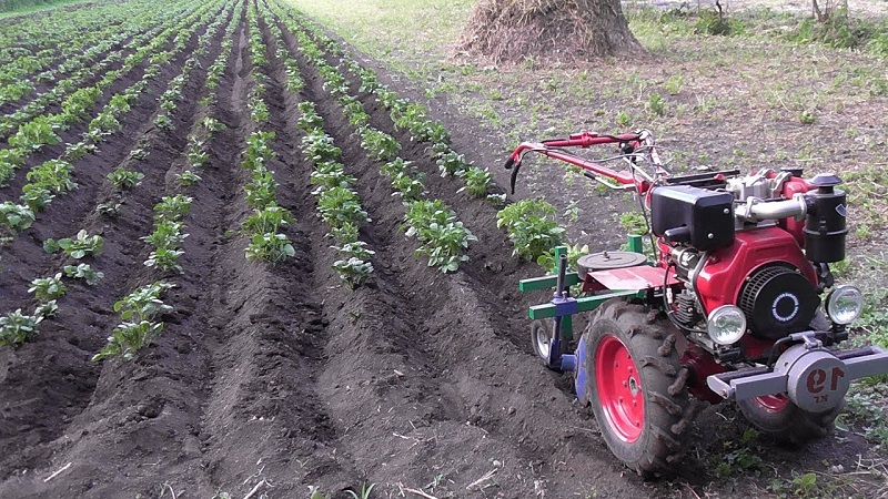 Technique for hilling potatoes with a walk-behind tractor