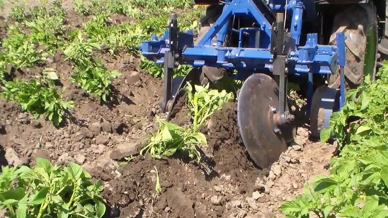 Technique for hilling potatoes with a walk-behind tractor